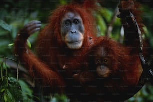 an adult oranguel and a baby in a tree