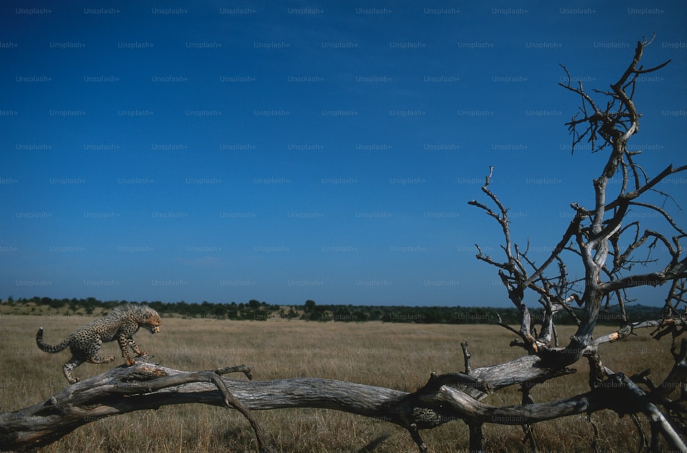 Ein toter Baum auf einem Feld mit einer Katze darauf