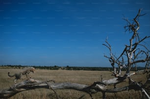 a dead tree in a field with a cat on it