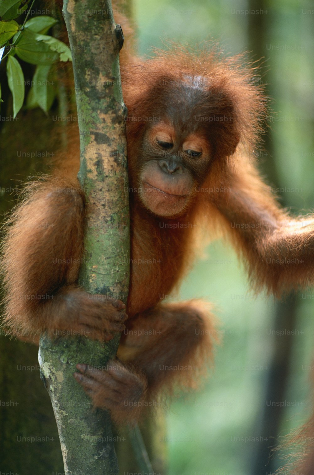 Un bébé orang-outan suspendu à une branche d’arbre