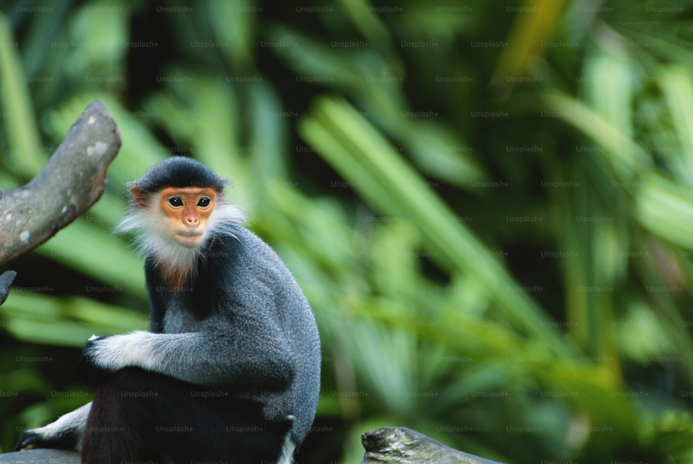 una scimmia seduta sulla cima di un ramo di un albero
