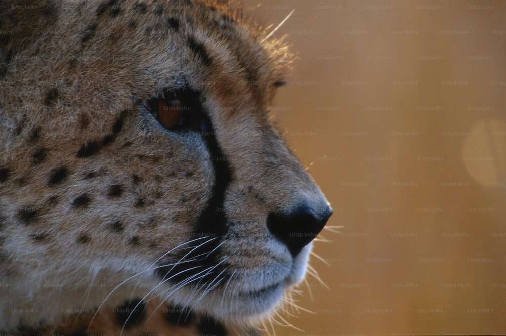Un primo piano del volto di un ghepardo con uno sfondo sfocato