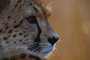 a close up of a cheetah's face with a blurry background