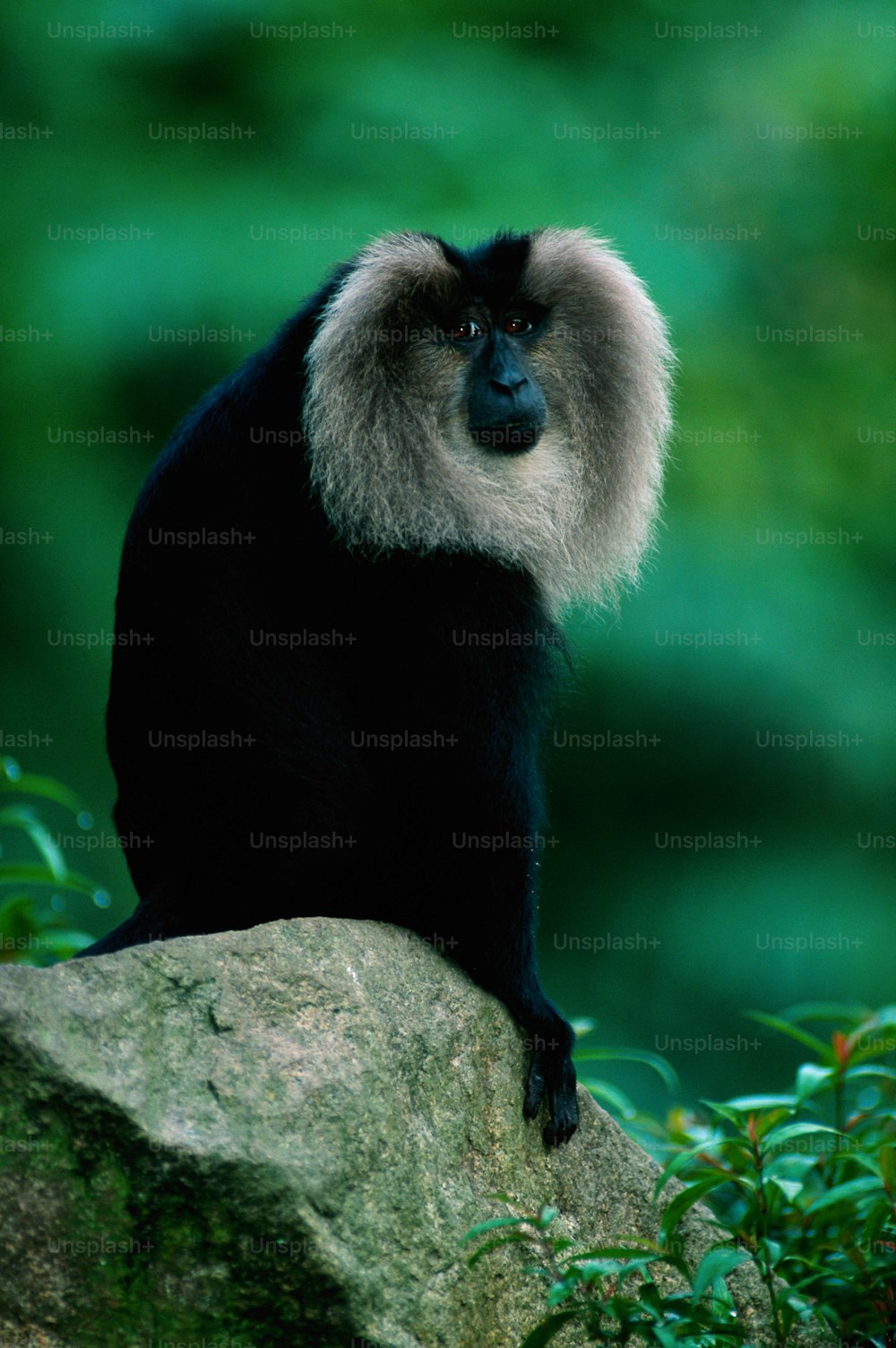 una scimmia seduta sulla cima di una grande roccia