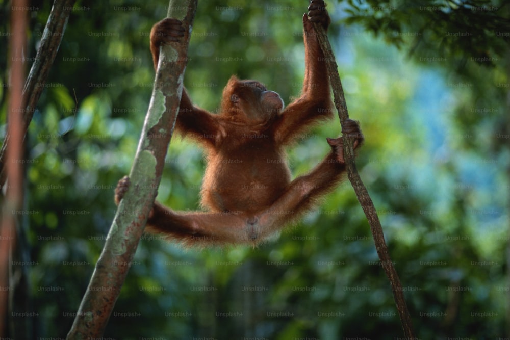 Un jeune orang-outan suspendu à une branche d’arbre