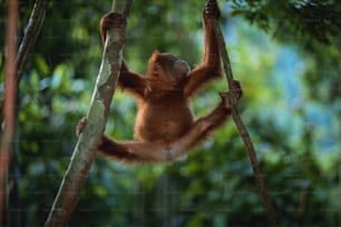 Un joven oranguel cuelga de la rama de un árbol