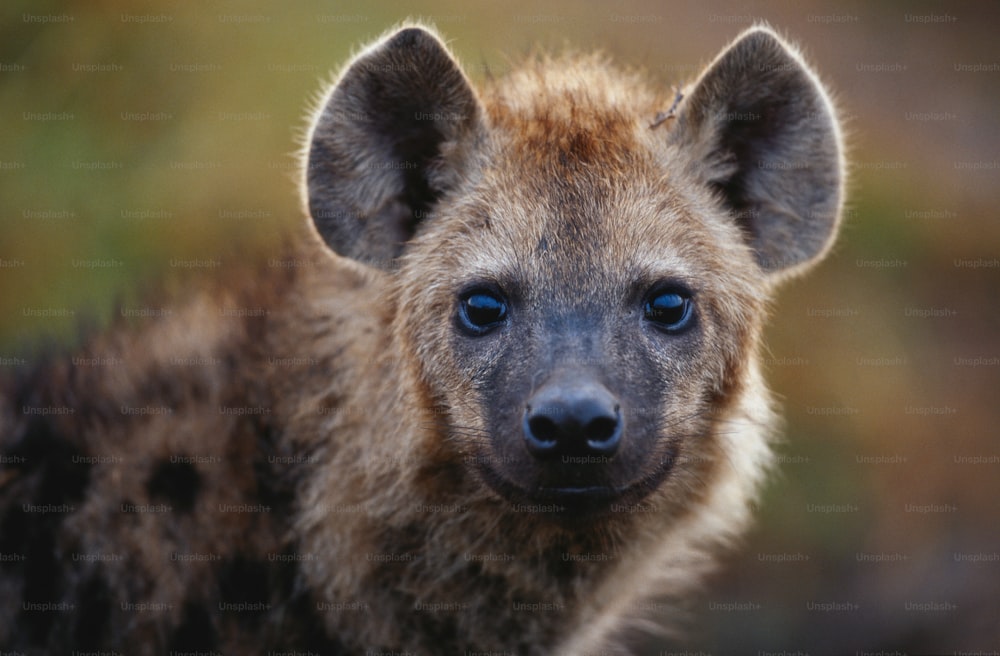 Un primo piano di una iena che guarda la telecamera