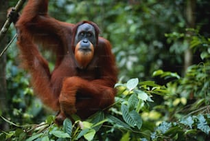 an oranguel hangs from a tree branch in the jungle