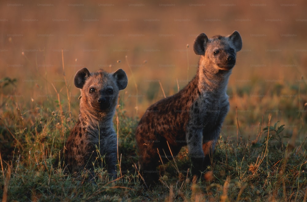 ein paar Hyänen, die auf einem grasbewachsenen Feld stehen
