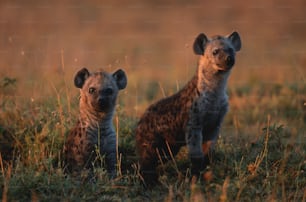 a couple of hyenas standing on top of a grass covered field