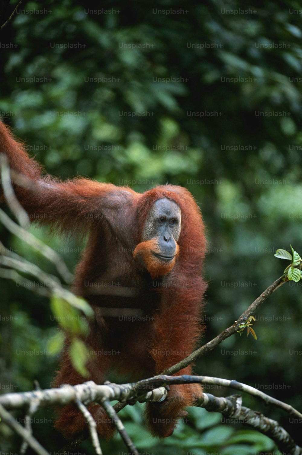 an oranguel hanging from a tree branch in a forest
