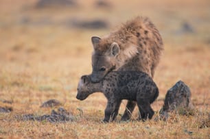 a mother hyena and her baby in a field