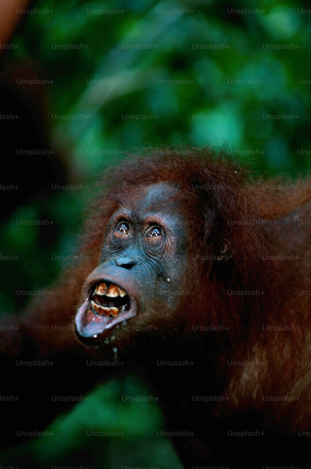 Un primo piano di una scimmia con la bocca aperta