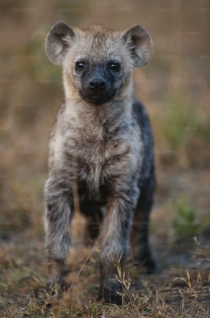 a baby hyena is standing in the grass
