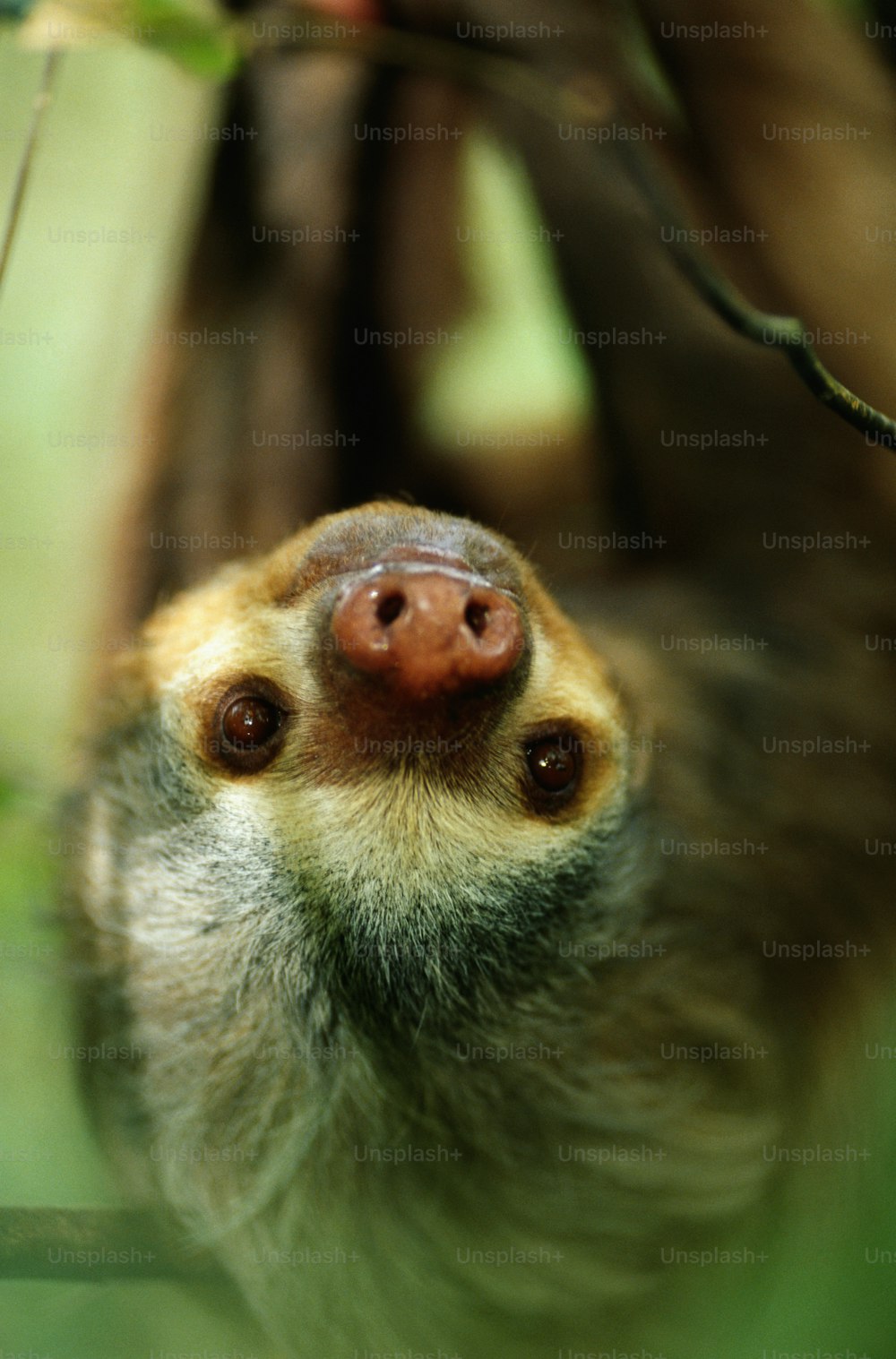 a sloth hanging upside down on a tree branch