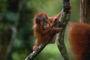 a baby oranguel hangs from a tree branch