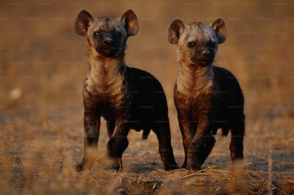 two hyenas standing in a field of dry grass