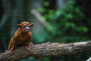 a small brown animal sitting on top of a tree branch