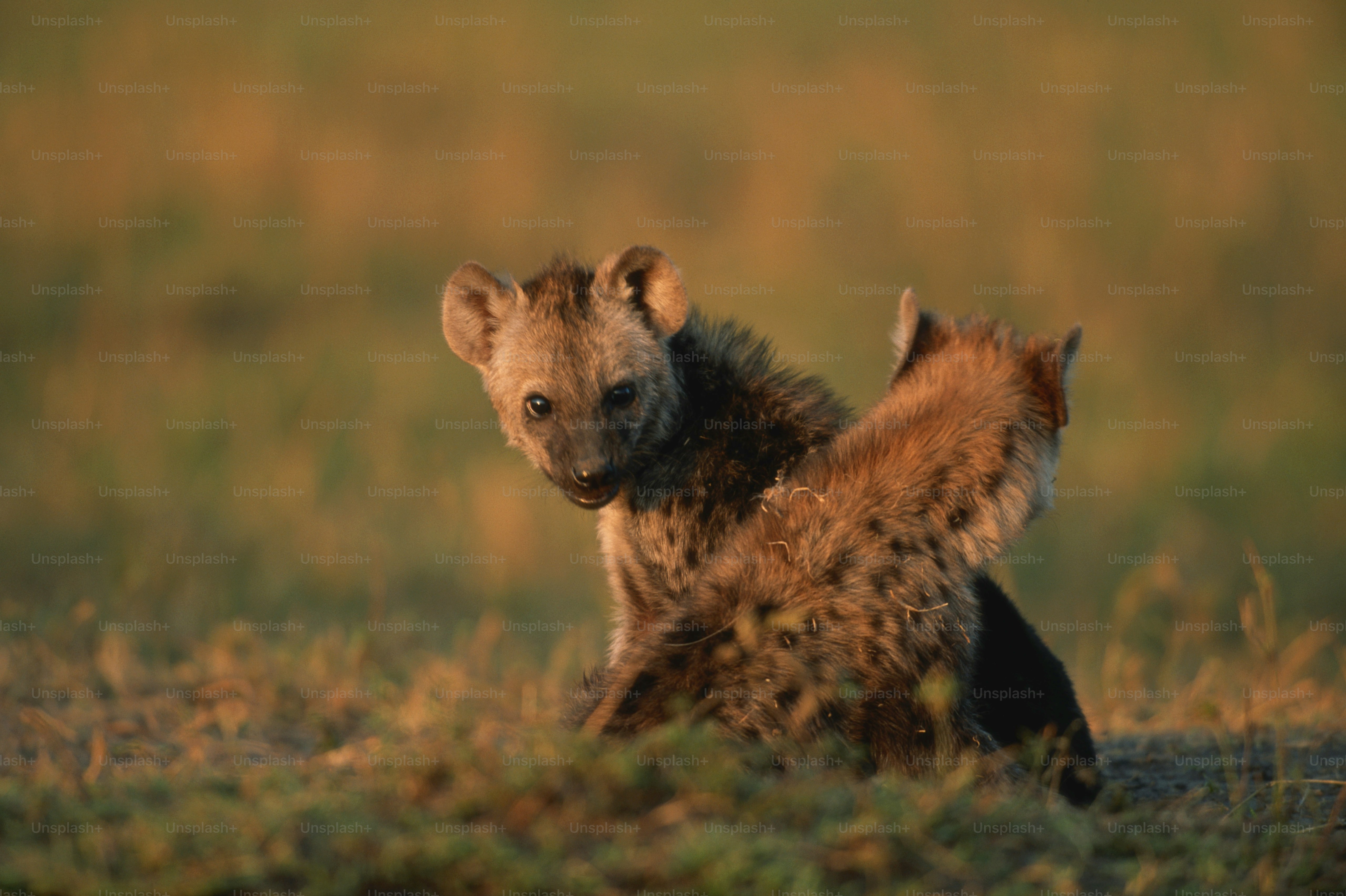A hyena cub sitting in a grassy field photo – Wildlife Image on Unsplash