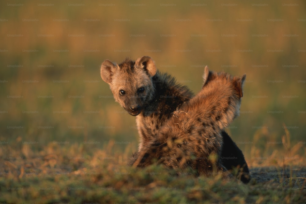 Un cachorro de hiena sentado en un campo cubierto de hierba