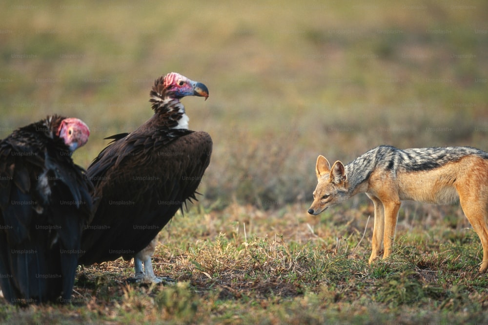 a couple of birds standing on top of a grass covered field