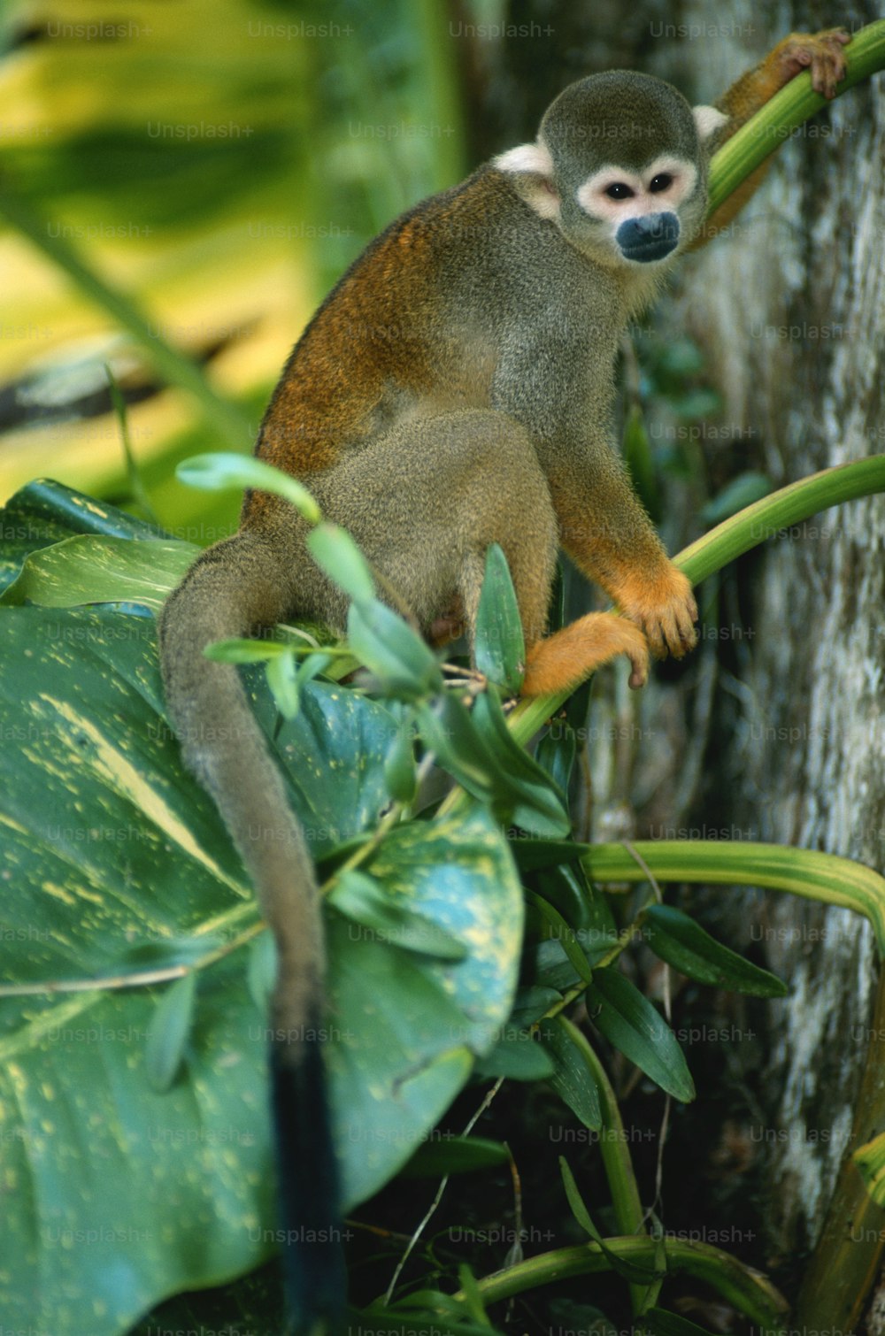 um pequeno macaco sentado em um galho de árvore