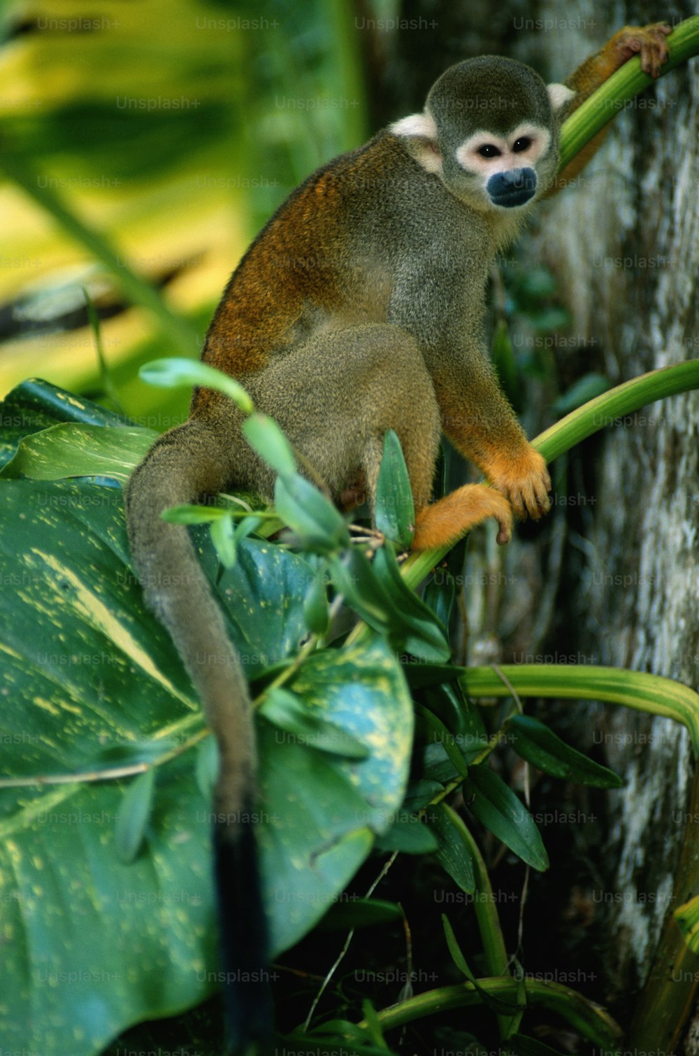 Un pequeño mono sentado en la rama de un árbol