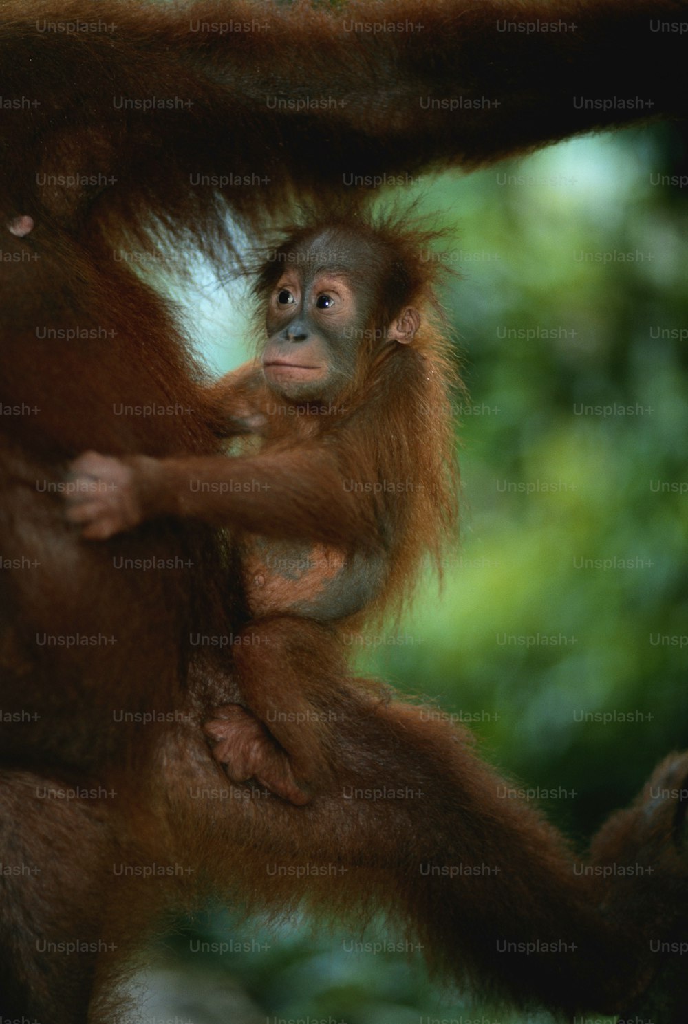 a baby oranguel hanging from a tree branch