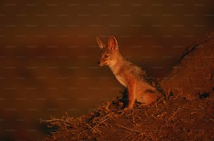 a small animal sitting on top of a pile of dirt