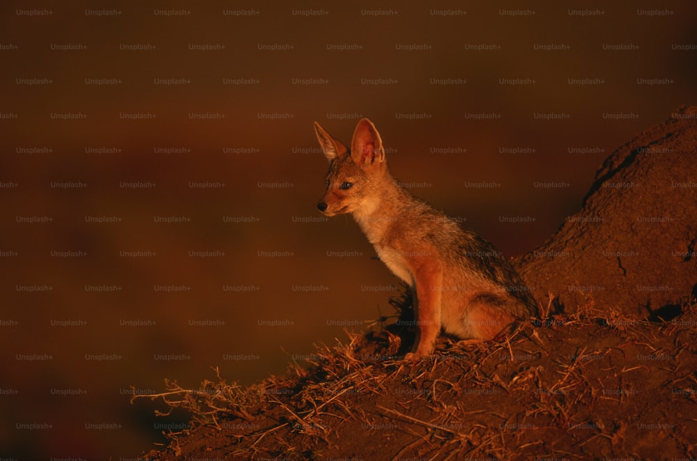 a small animal sitting on top of a pile of dirt
