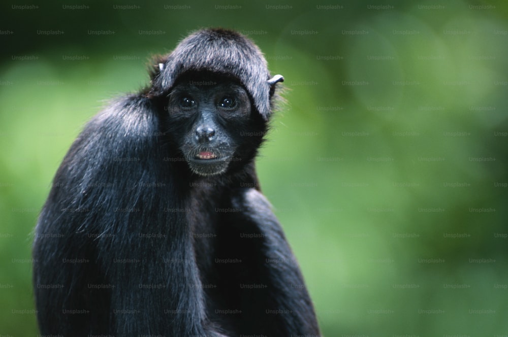 Fotos de Macacos aranha, Imagens de Macacos aranha sem royalties