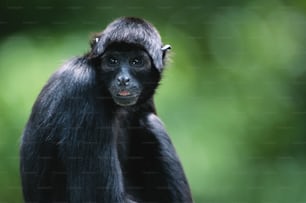 a small black monkey sitting on top of a tree