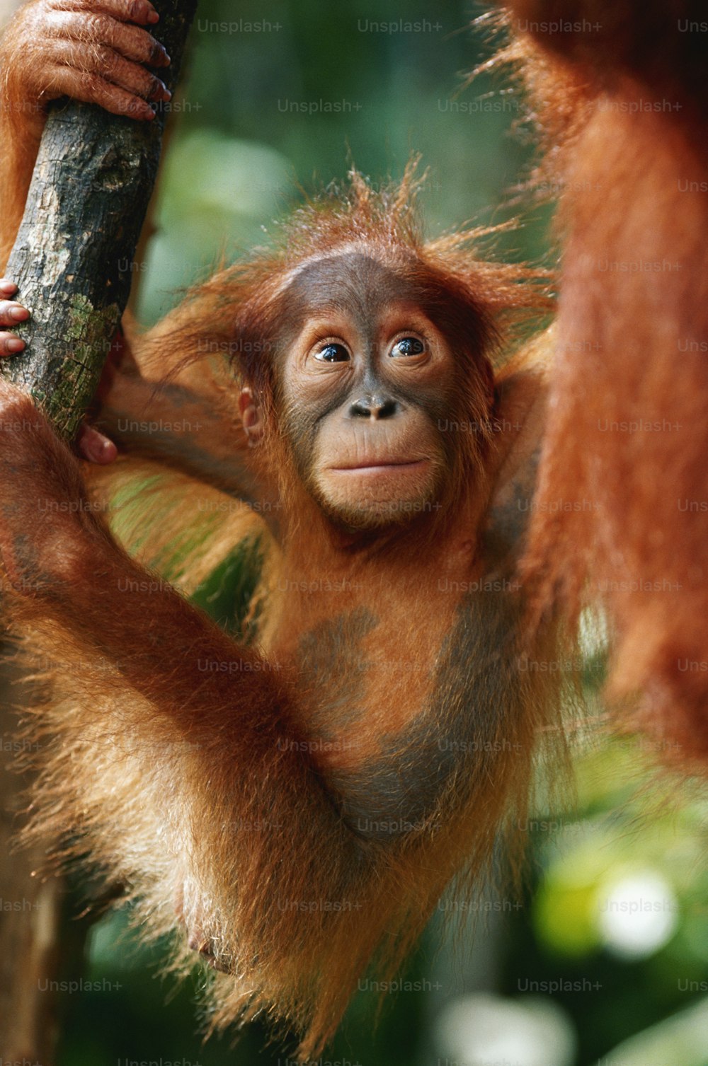 Un oranguel bebé colgando de la rama de un árbol