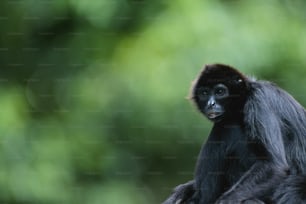 a black and white monkey sitting on top of a tree