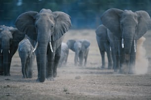 Eine Elefantenherde, die über ein trockenes Grasfeld läuft