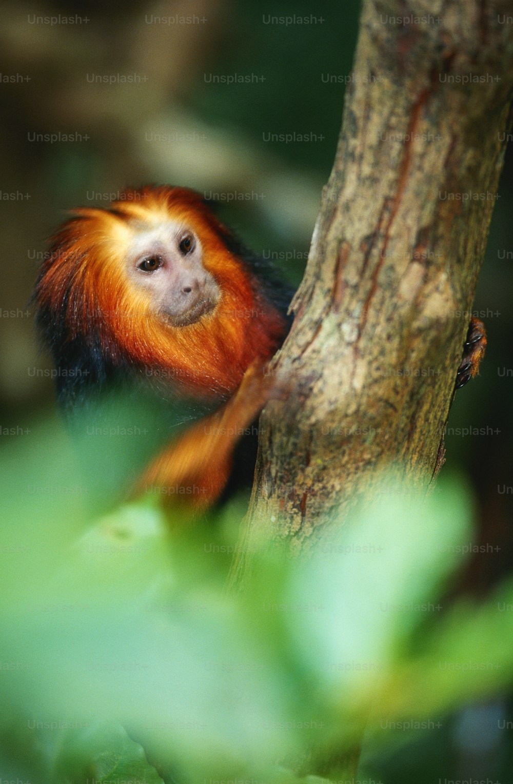 Un pequeño mono naranja y blanco colgando de un árbol