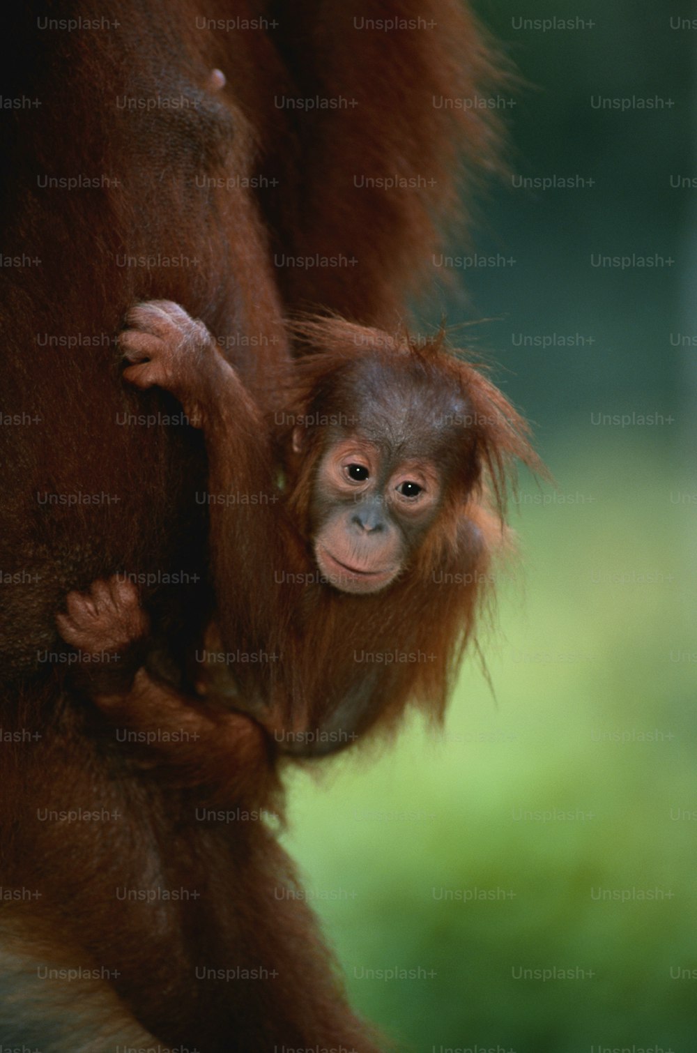 a baby oranguel hangs from its mother's back