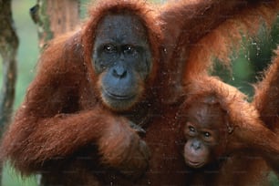 an adult oranguel and a baby in a forest