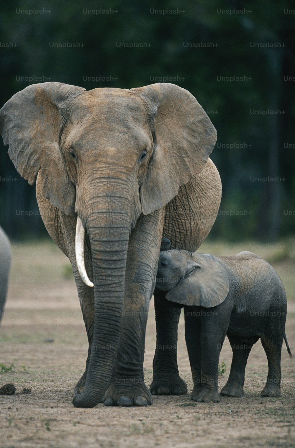 a large elephant standing next to a baby elephant
