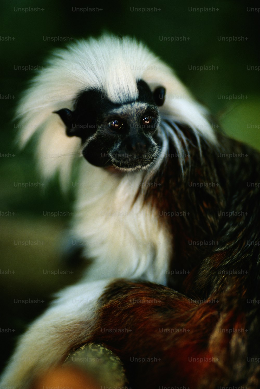 a white and black monkey sitting on top of a tree