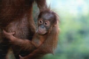 a baby oranguel hangs from its mother's arms