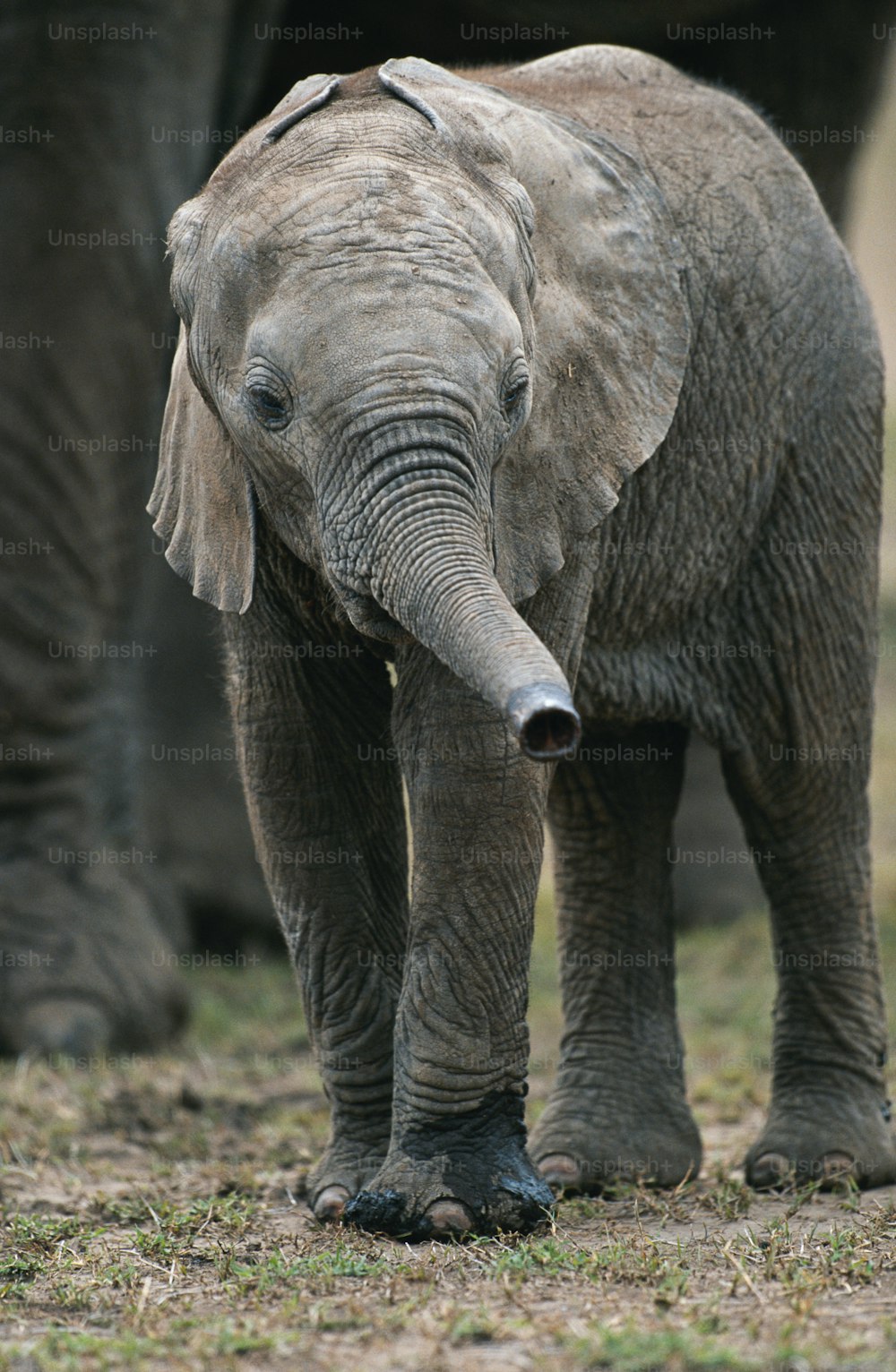 ein Babyelefant, der neben einem erwachsenen Elefanten steht
