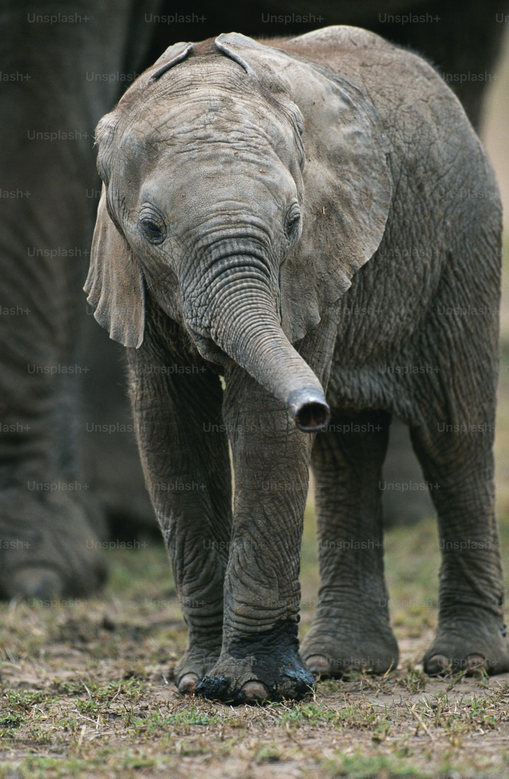 a baby elephant standing next to an adult elephant