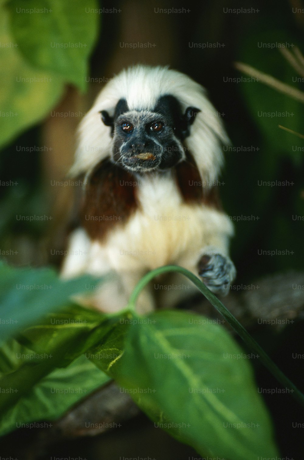 흰색과 갈색 원숭이가 나뭇가지에 앉아 있다