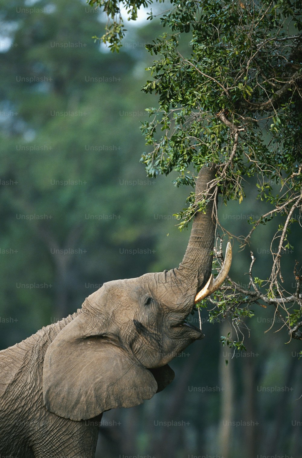 Un elefante che raggiunge un albero con la sua proboscide
