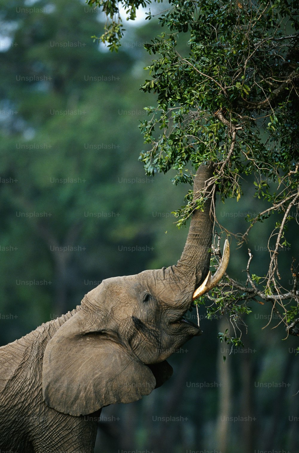 an elephant reaching up to a tree with its trunk