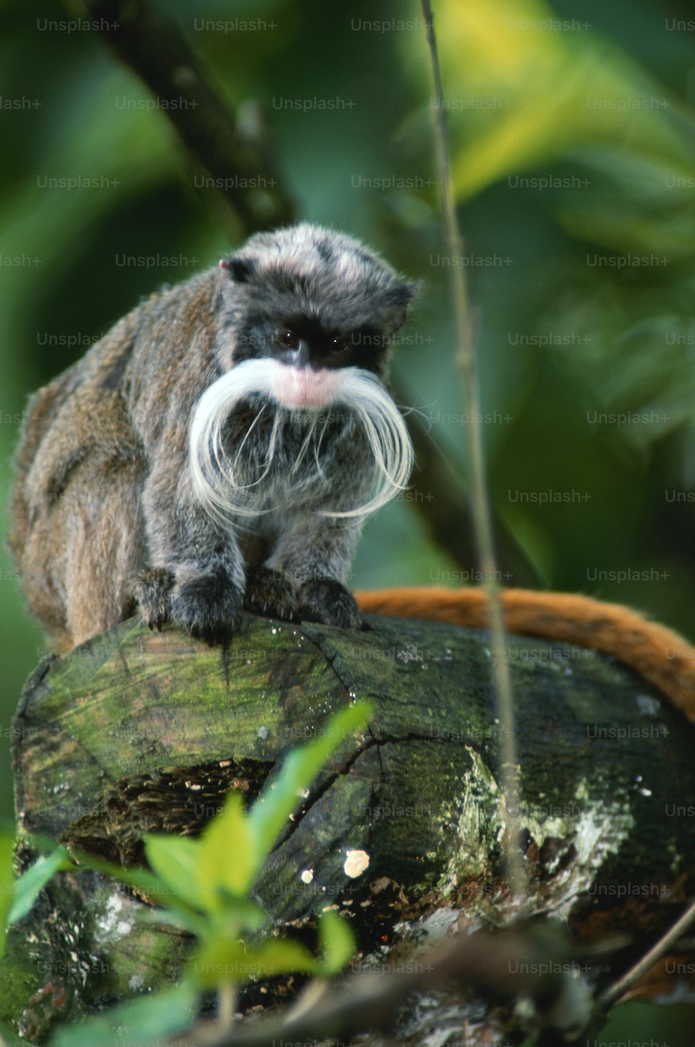 a monkey sitting on a tree branch with a moustache on it's