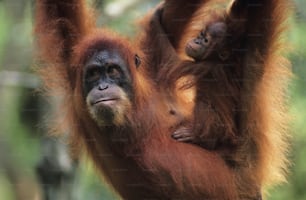 an adult oranguel hangs from a tree with its baby