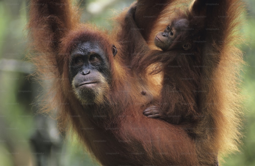 an adult oranguel hangs from a tree with its baby