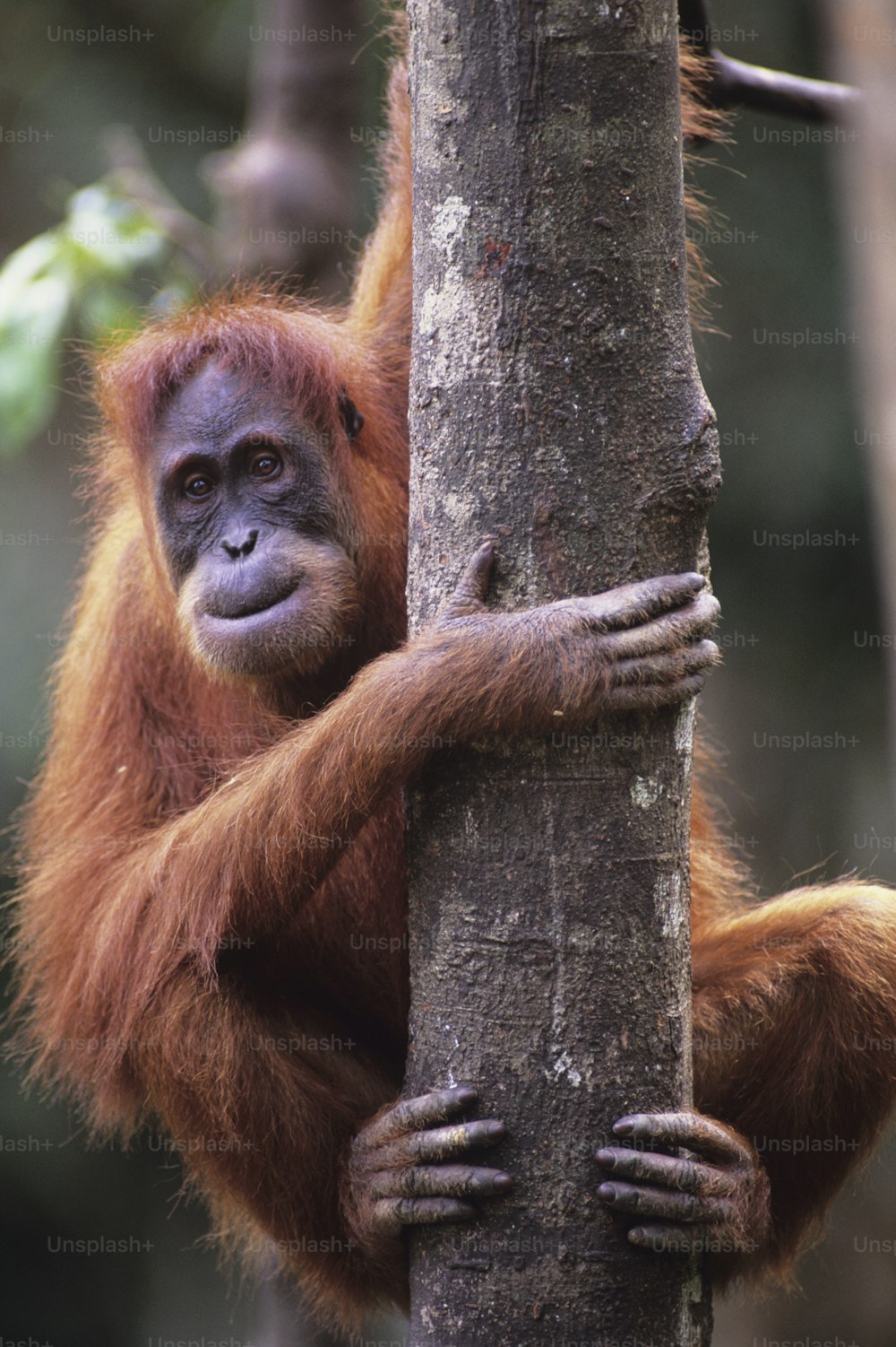 Un oranguel colgando de un árbol en un bosque
